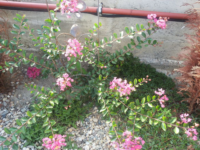 20140820_174916 - liliac indian dianadia