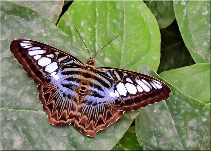 Parthenos sylvia