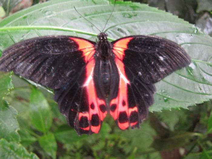 Papilio rumanzowia