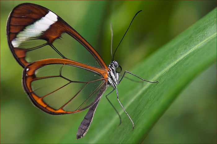 Greta Oto - Fluturi si insecte