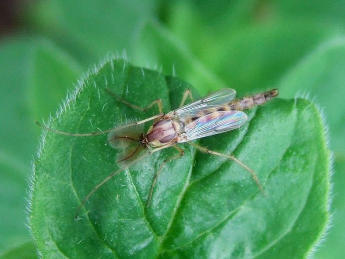 Ctenophora ornata