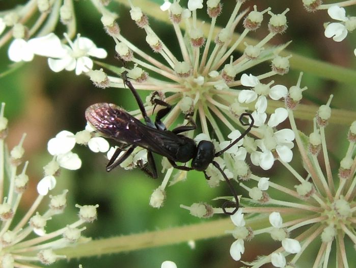 Auplopus carbonarius