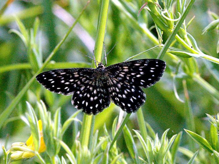 Scopula tessellaria - Fluturi si insecte