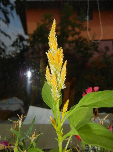 Celosia plumosa (2014, Aug.17)