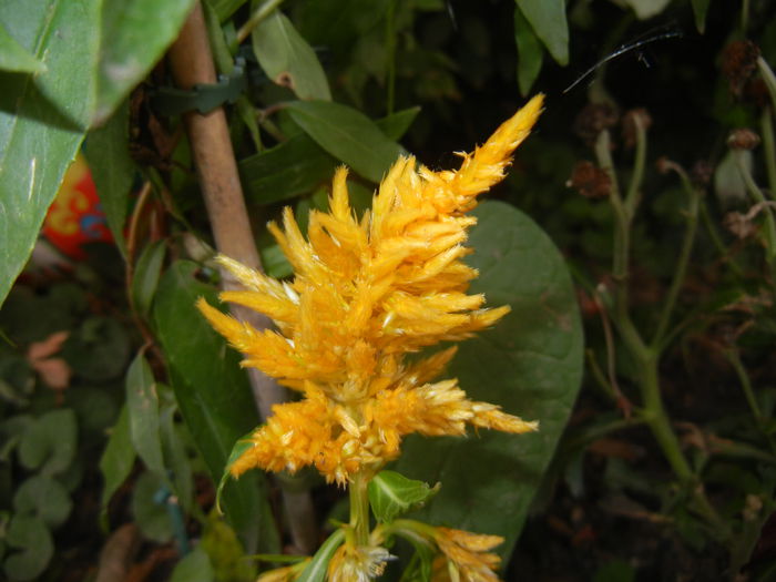 Celosia plumosa (2014, Aug.23)