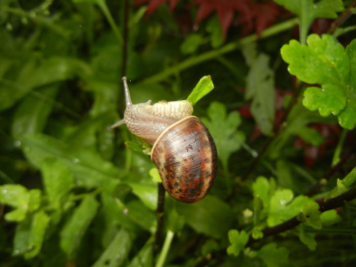 Garden Snail. Melc (2014, May 14) - SNAILS_Melci