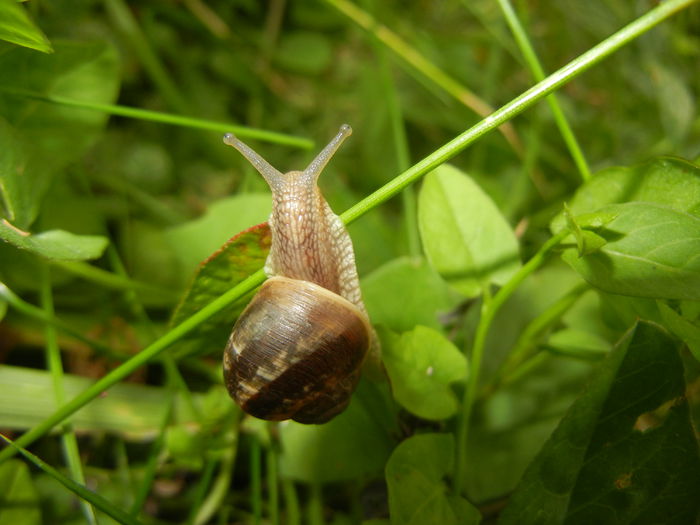 Garden Snail. Melc (2014, June 07)