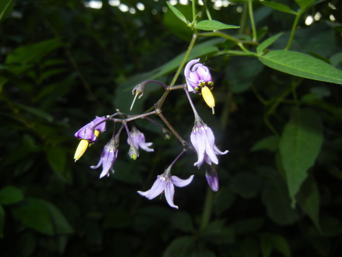 Solanum dulcamara (2014, July 08)