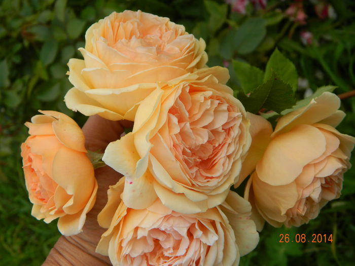 DSCN9236 - 0 Primii trandafiri