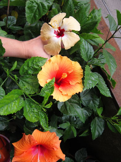 IMG_3757 - hibiscus