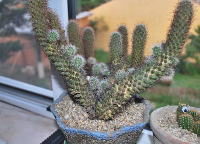 mamillaria elongata