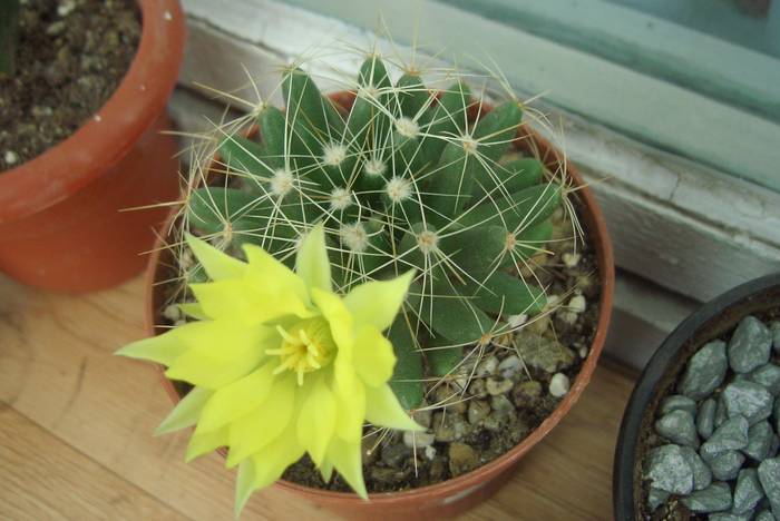 Dolichothele Longimamma - cactusi infloriti 2009