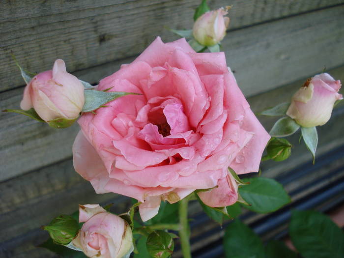 Rose Pleasure (2009, May 31)