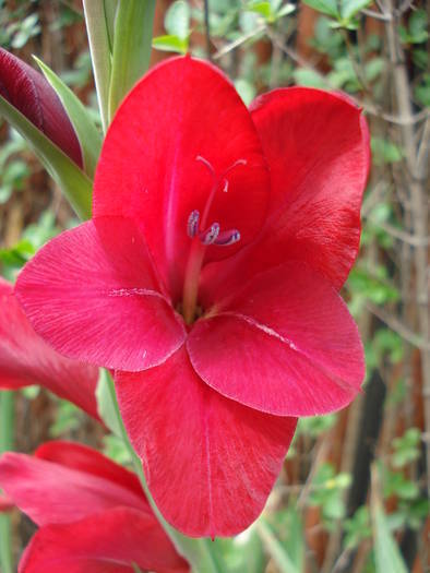 Red Gladiolus (2009, August 09)