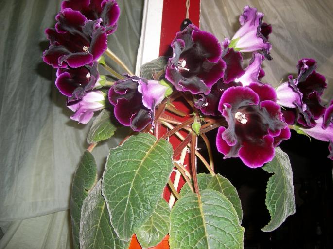 Gloxinia mov inchis