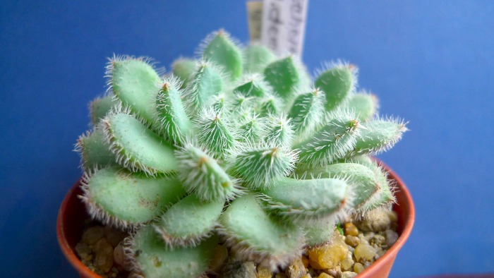 Echeveria setosa v. deminuta