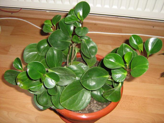 Peperomia; necunoscuta
