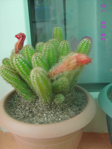 Chamaecereus Silvestri - CACTUSI