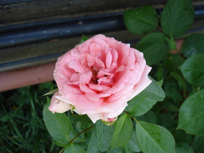 Rose Pleasure (2009, May 31)