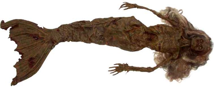 dead-mermaid-found-unbelievable-544096_756_307