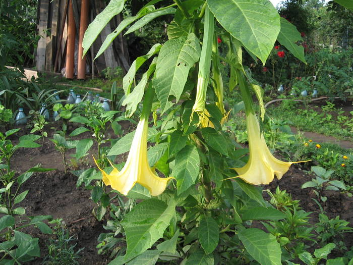 datura