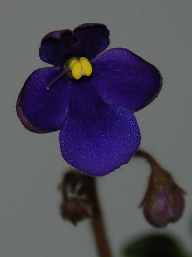 violeta cu frunza creata