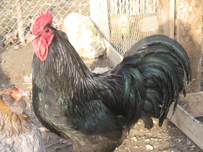 cocos australorp vandut