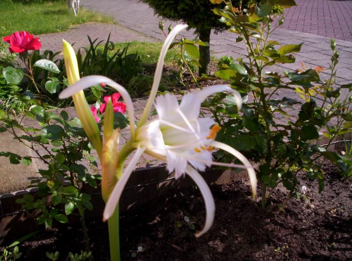 Hymenocallis Festalis Ismene 19 mai 2008