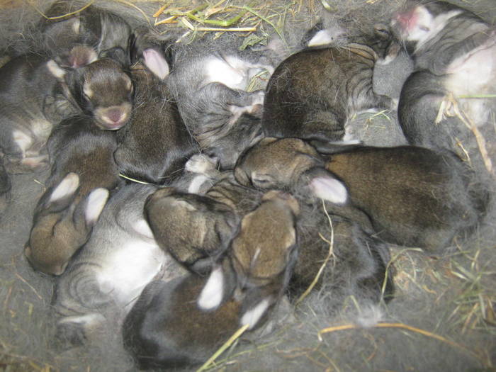 12 pui urias la7 zile - iepuri urias german
