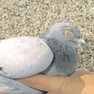 ornitoza - T- Bolile porumbeilor tratamentele si ordinea acestora inainte de vaccin