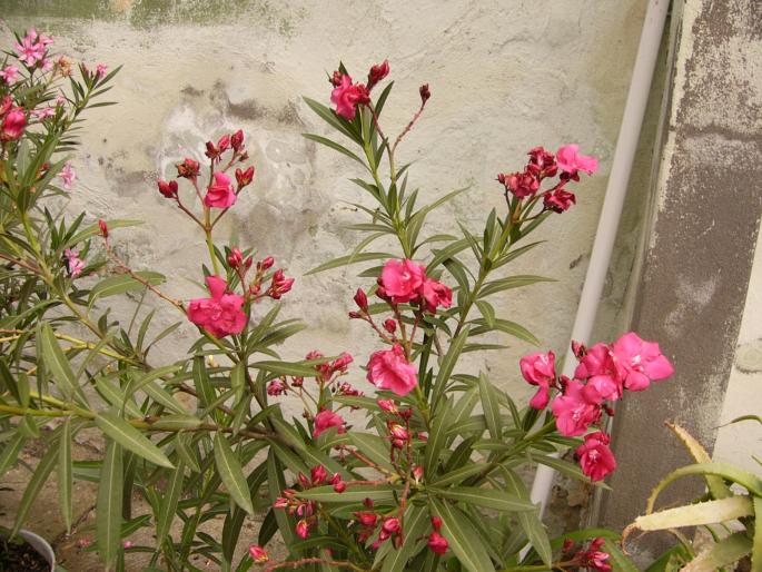 nerium oleander