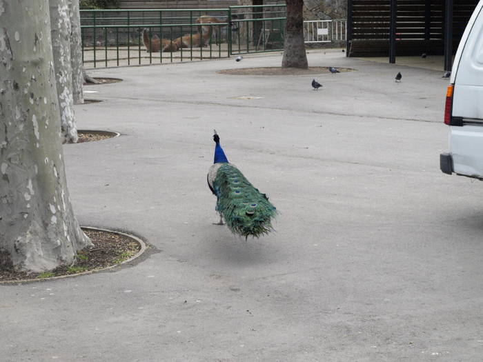 _3052735; La intrarea in Gradina Zoologica am fost intampinati de pauni care se plimbau liberi pe alei.
