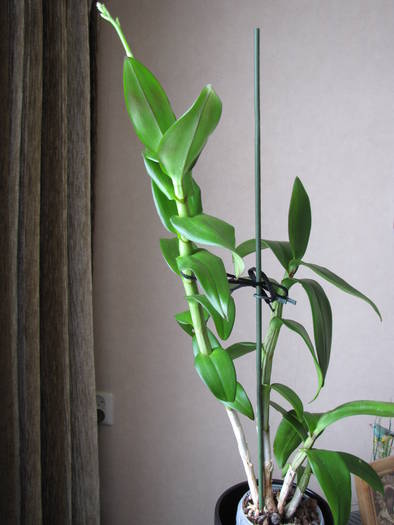 Orhidee dendrobium phale 15 iun 2009