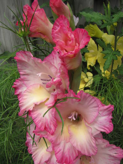 Gladiola Priscilla 26 iul 2009 (1)