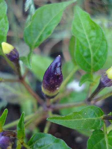 Black Chili Pepper (2009, June 25)