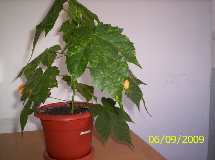 Abutilon 6 sept 2009 (1)