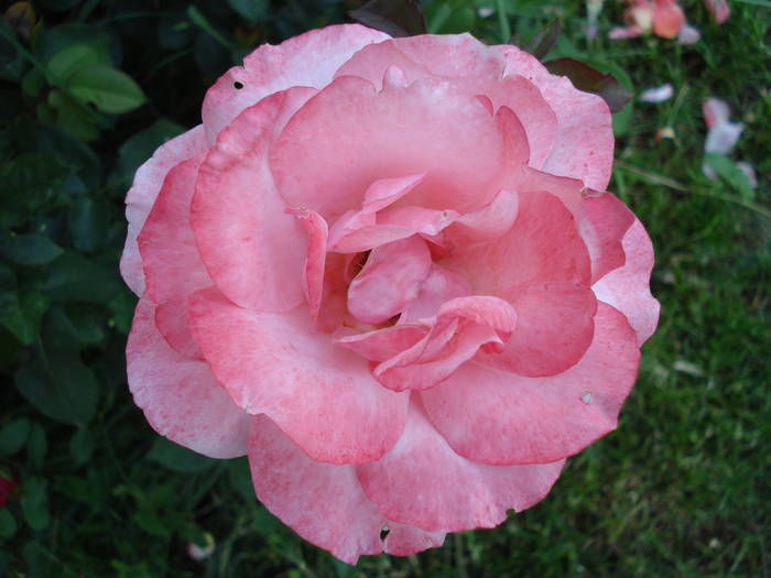 Rose Royal Highness (2009, July 10)