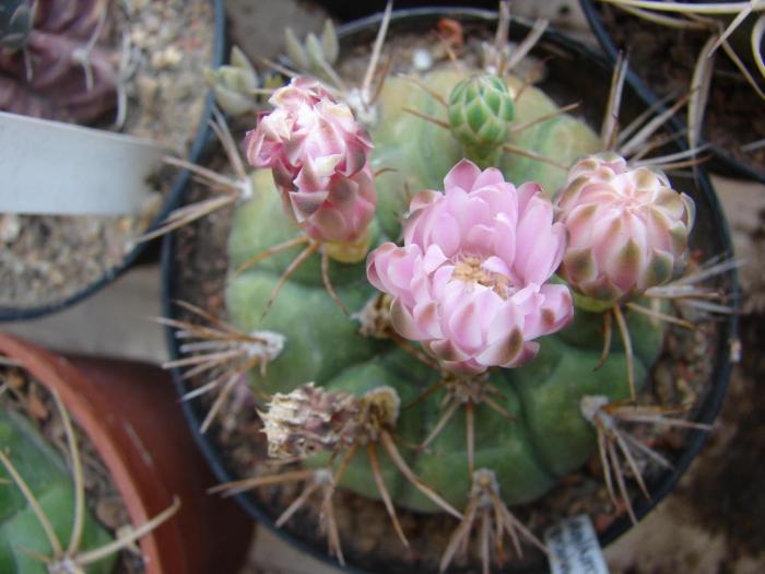 Gymnocalycium eurypleurum, flori.