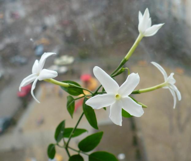 Jasmin (Iasomie de camera)