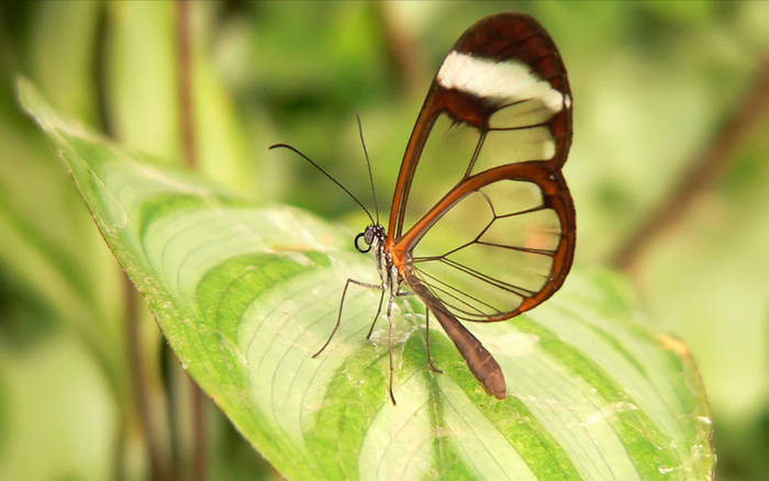 glassbutterfly1280x1024na