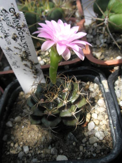 Gymnocalycium damsii rotundulum - 08.07 - Gymnocalycium