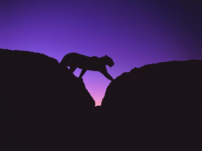 African Leopard Crossing Rocks at Sunset, Africa