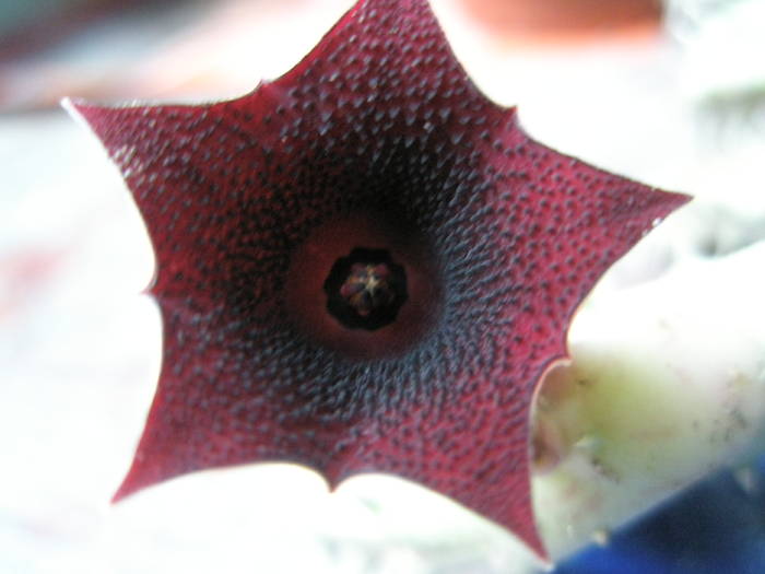floare de Huernia keniensis v. keniensis - 14.06 - Asclepidiacee 2009