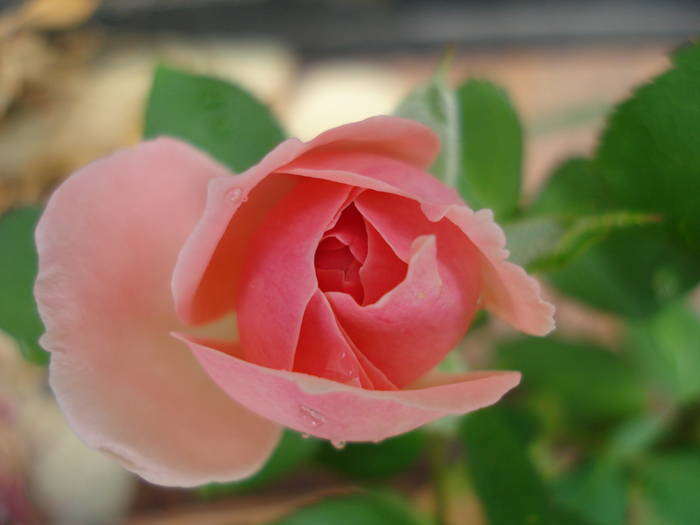 Rose Pleasure (2009, August 07)