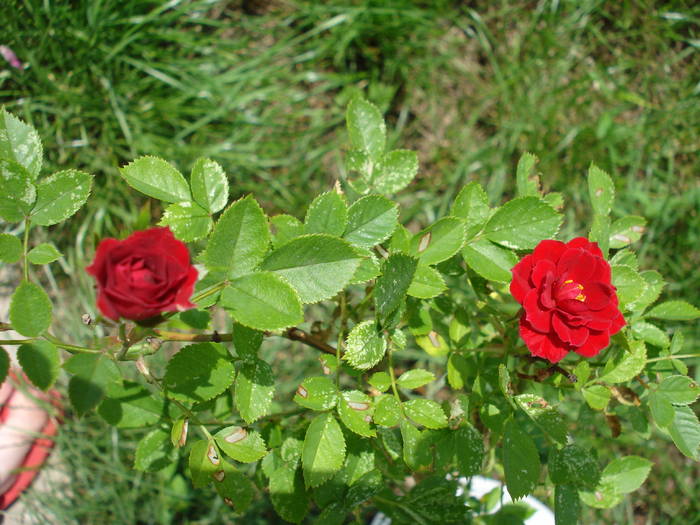 Miniature rose True Love, 17may09 - True Love miniature rose