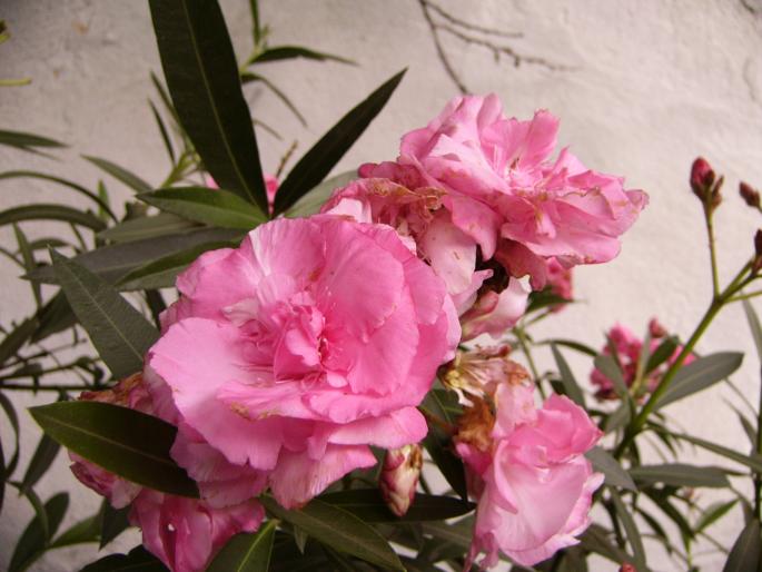 nerium oleander