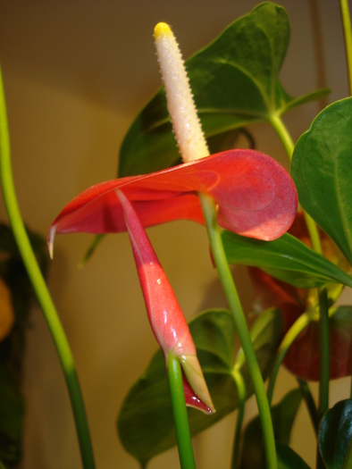 ANTHURIUM - FLORILE MELE