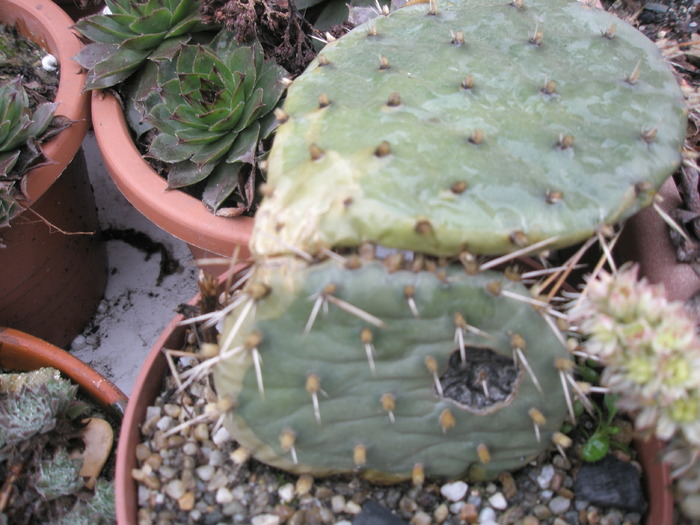 Opuntia macrohiza - 10.01