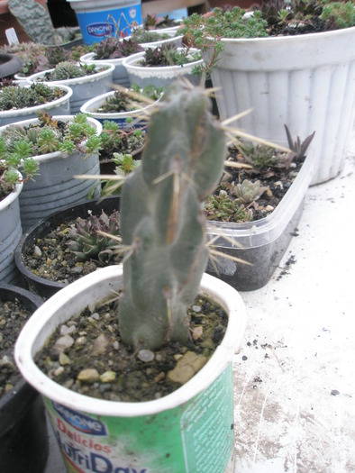 Opuntia imbricata - plante cu probleme iarna 2010