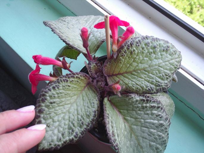 episcia - Alte plante